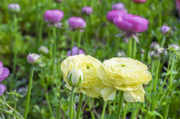 春を呼ぶラナンキュラスを鉢植えで育てよう 栽培環境とポイント ミツモア