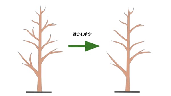 松の剪定は3種類ある 実施する時期や作業の手順を解説 ミツモア 松の剪定は3種類ある 実施する時期や作業の手順を解説 ミツモア