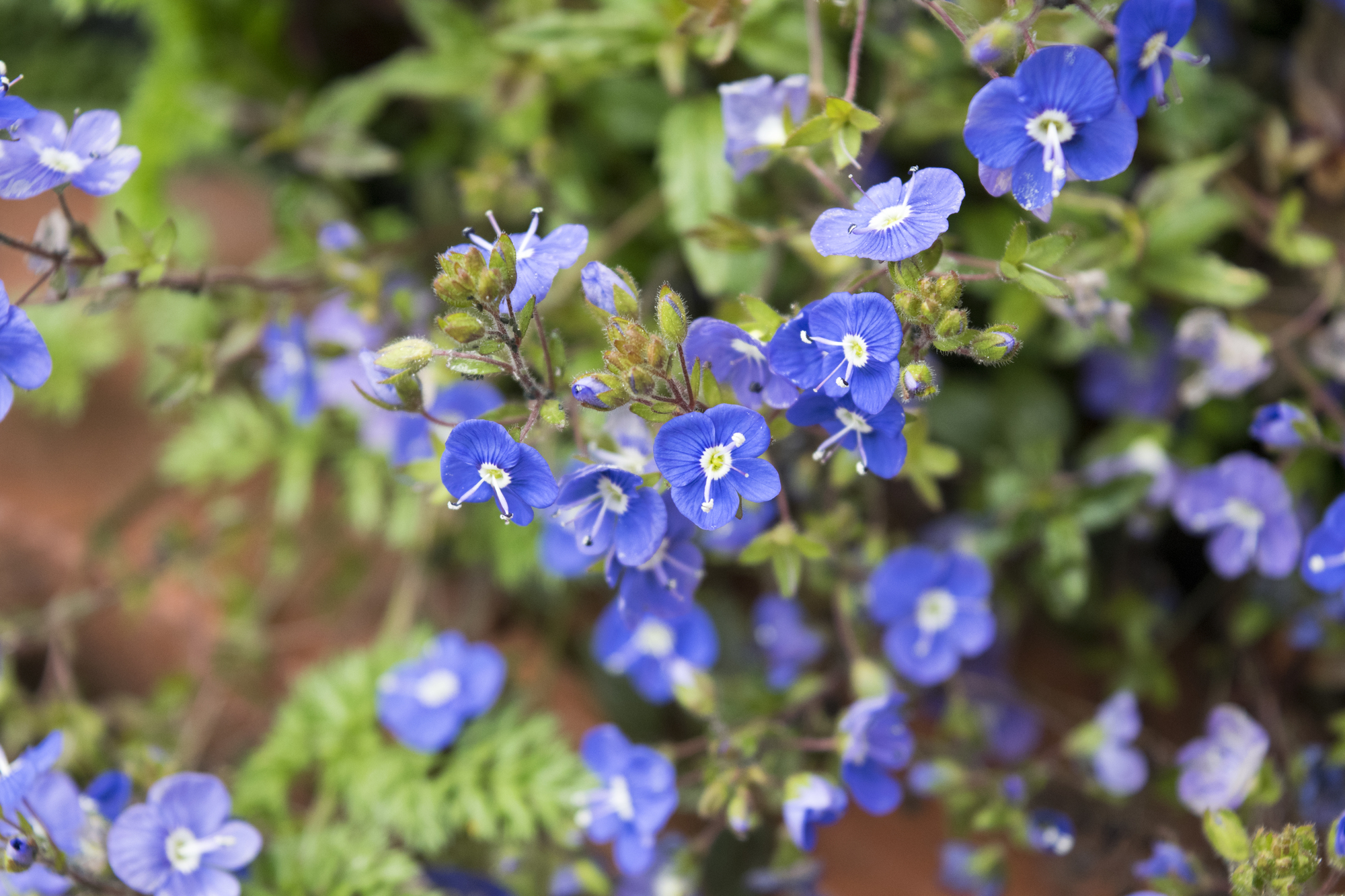 ベロニカの魅力や育て方 植え付けから剪定まで管理方法を解説 ミツモア