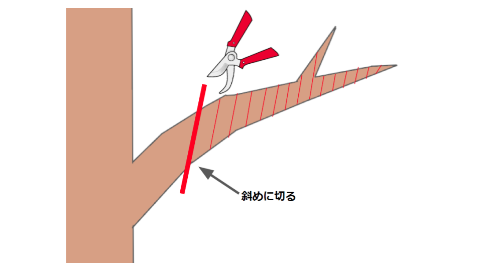 庭木の剪定 手入れ方法 最適な時期や頻度 目的に応じた切り方のコツを解説 ミツモア