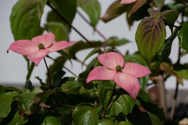 ヤマボウシは実も花も紅葉も楽しめる落葉高木 人気の品種から育て方まで徹底解説 ヤマボウシは実も花も紅葉も楽しめる落葉高木 人気の品種から育て方まで徹底解説