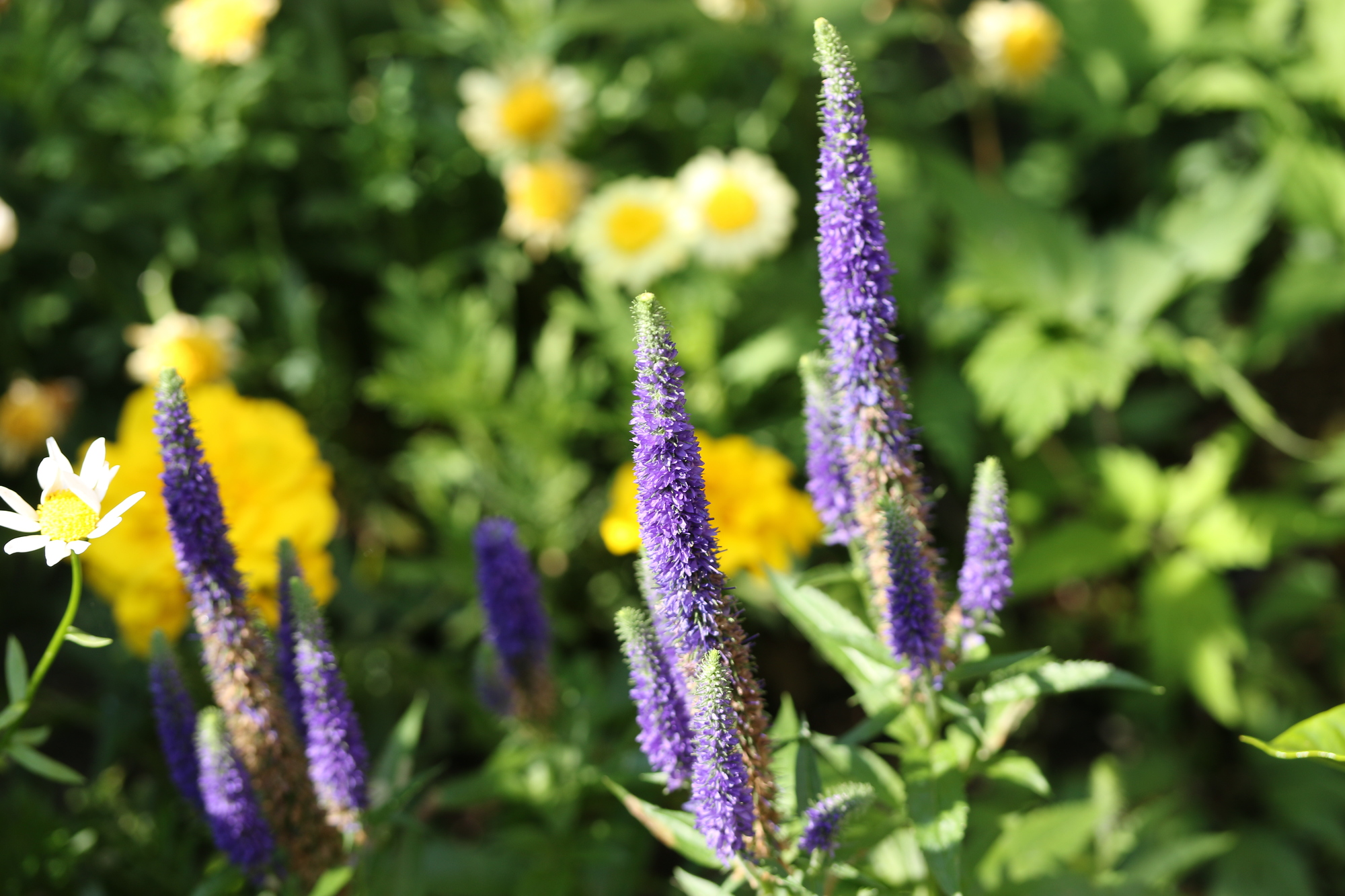 ベロニカの魅力や育て方 植え付けから剪定まで管理方法を解説 ミツモア