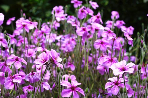 観賞用として人気のゲラ二ウムを育てよう 代表的な品種も紹介 ミツモア 観賞用として人気のゲラ二ウムを育てよう 代表的な品種も紹介 ミツモア