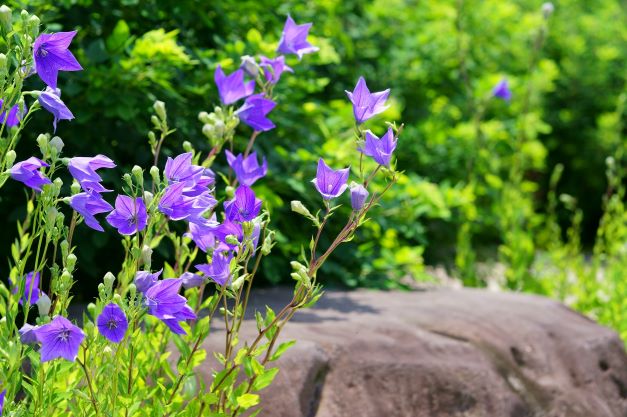 キキョウ 桔梗 の花を育ててみよう 育て方や栽培時のポイントも解説