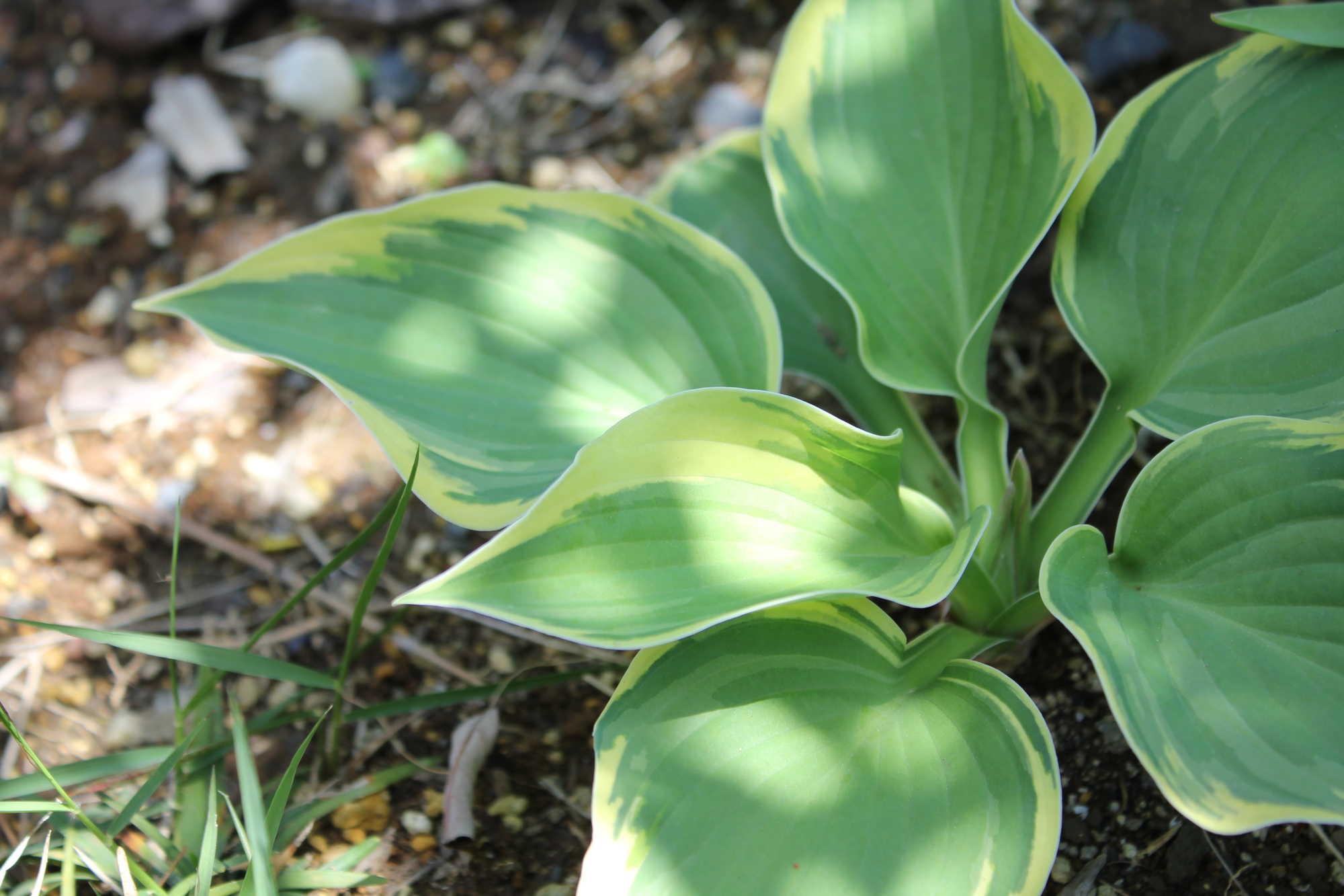 ギボウシ とはどんな植物 種類や栽培環境 育て方のコツを紹介 ミツモア