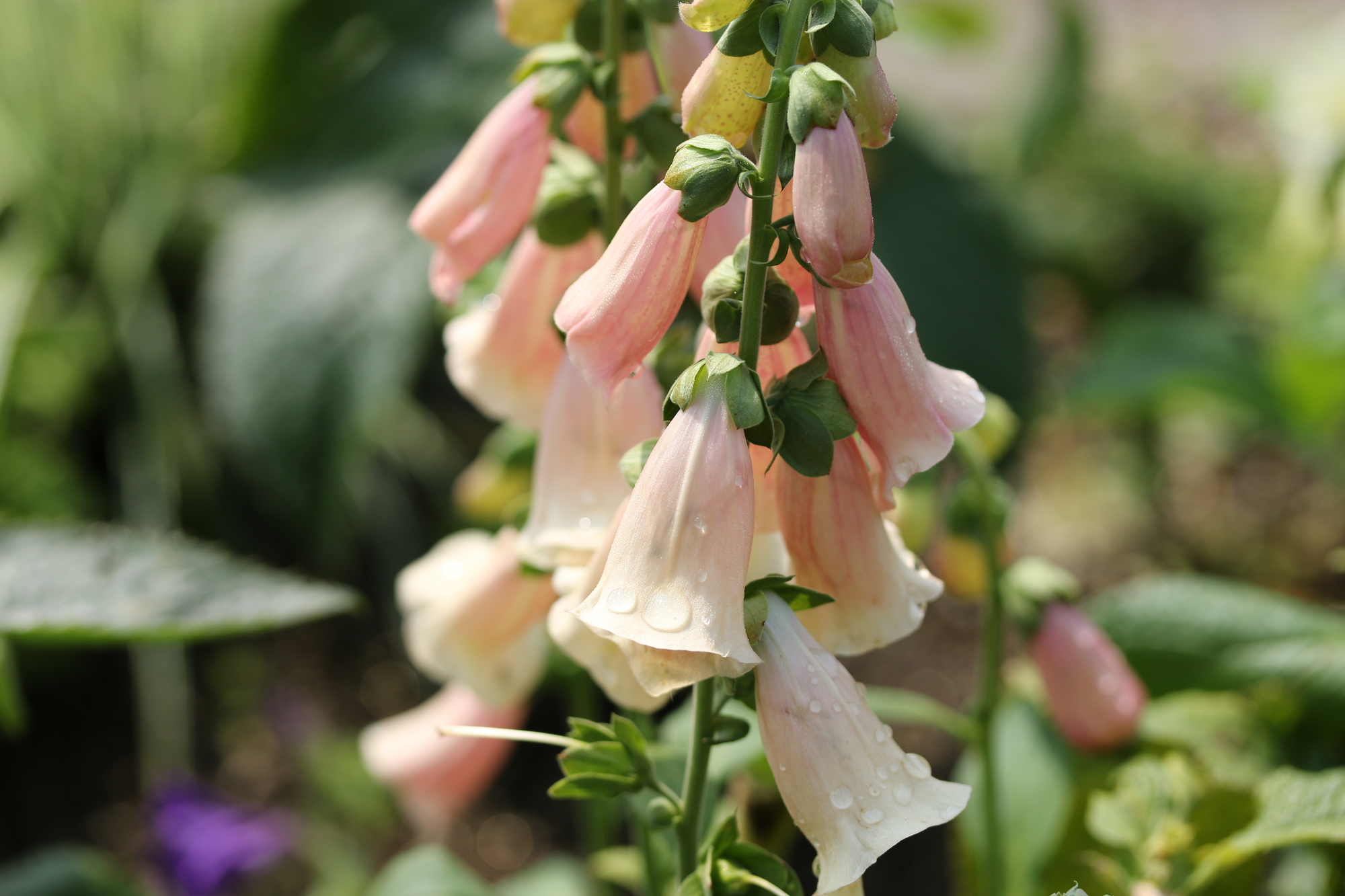 ジギタリスの育て方 毒性は大丈夫 品種ごとの特徴を写真付きで紹介 ミツモア