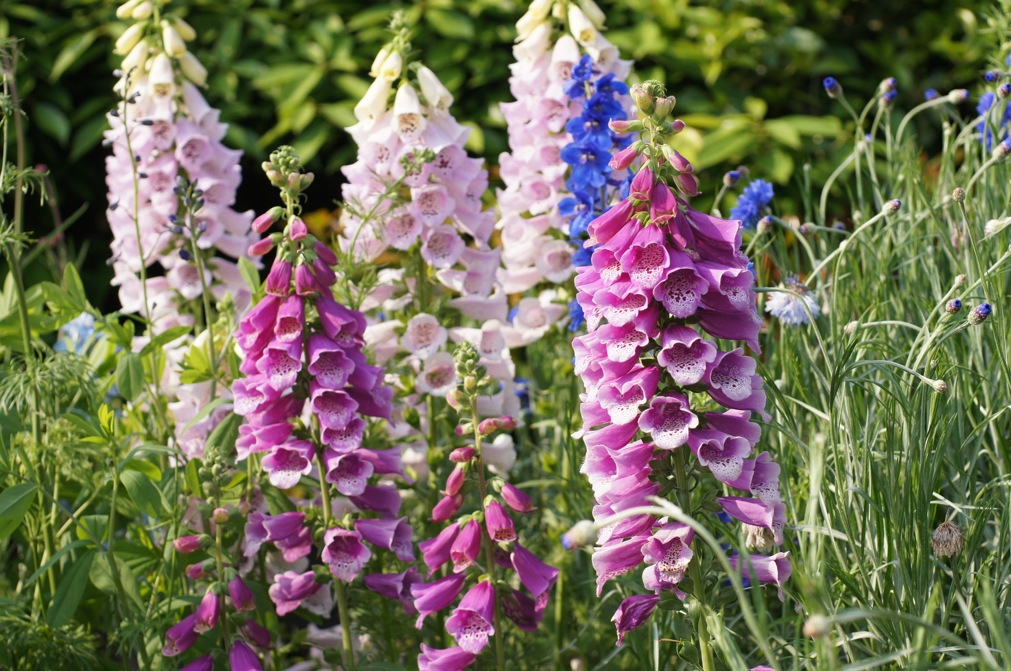 洋風ガーデンに映えるジギタリスを育てよう 育て方のポイントを解説 ミツモア