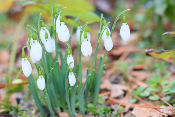 スノードロップを育てよう 栽培環境や育て方 注意点も紹介 スノードロップを育てよう 栽培環境や育て方 注意点も紹介