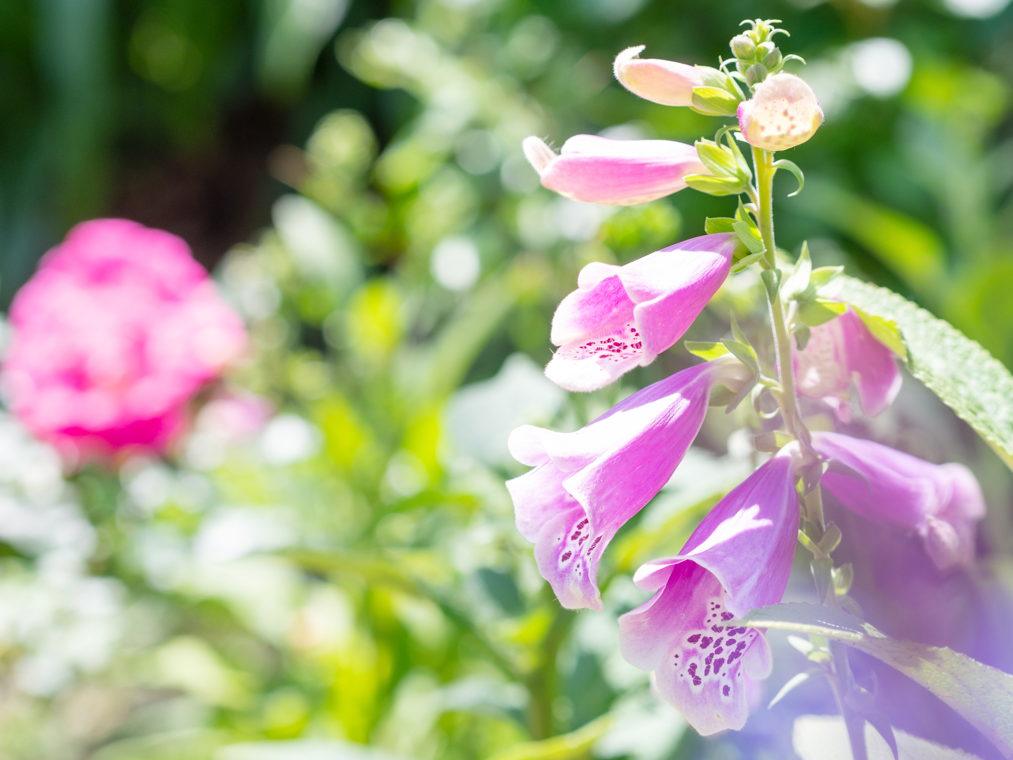 ジギタリスの育て方 毒性は大丈夫 品種ごとの特徴を写真付きで紹介