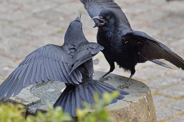 カラスが夜に鳴く理由とは 迷惑なカラスの対策方法もチェックしよう ミツモア カラスが夜に鳴く理由とは 迷惑なカラスの対策方法もチェックしよう ミツモア