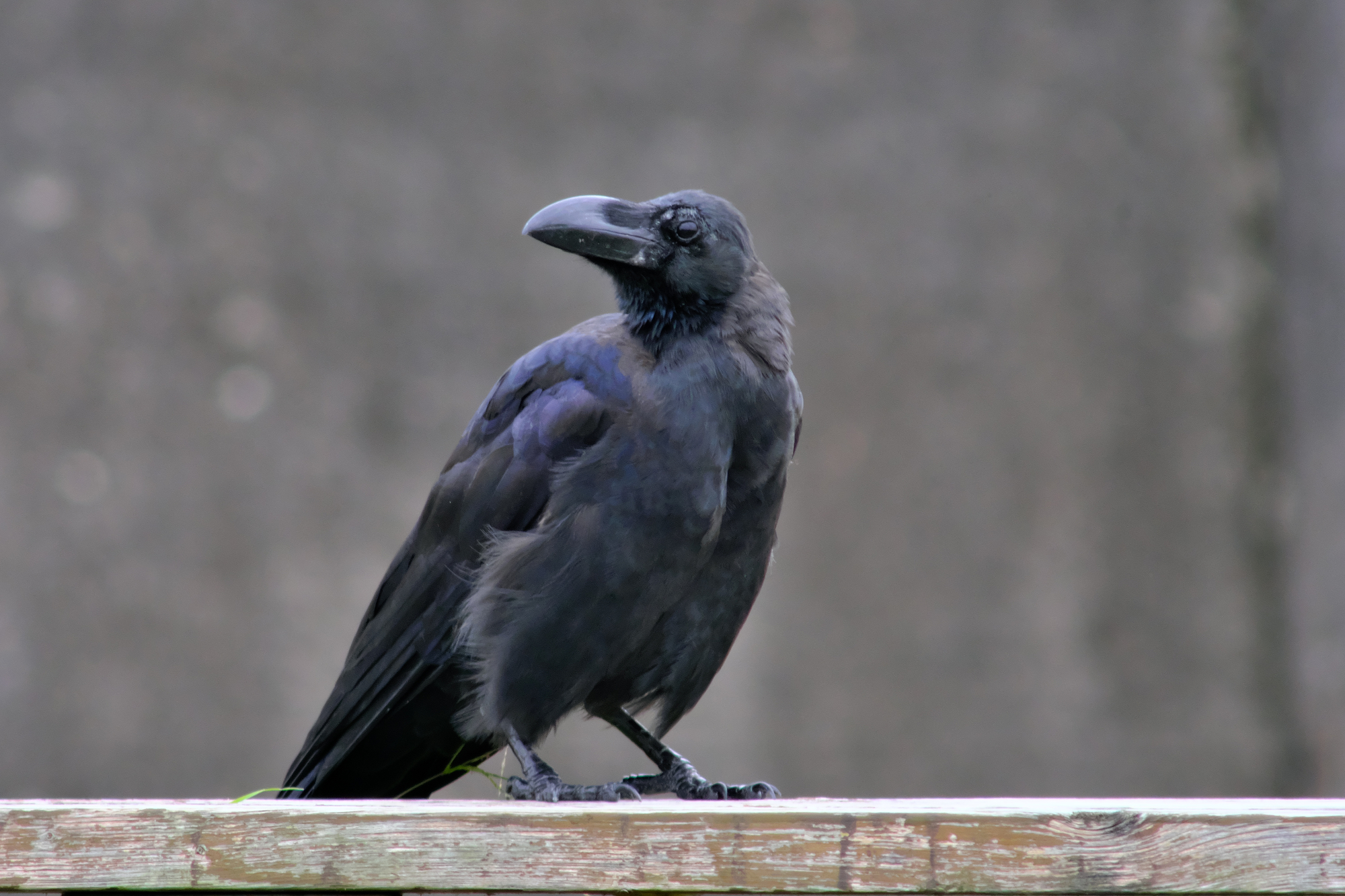 カラスが夜に鳴く理由とは 迷惑なカラスの対策方法もチェックしよう ミツモア