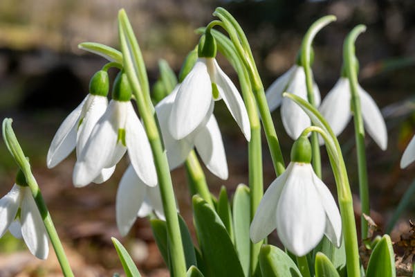 スノードロップを育てよう 栽培環境や育て方 注意点も紹介 スノードロップを育てよう 栽培環境や育て方 注意点も紹介