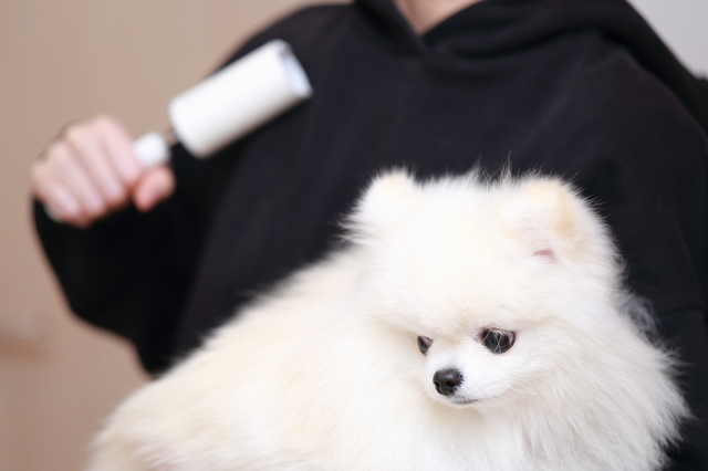 犬の抜け毛掃除をお手軽に 身近グッズ 簡単掃除グッズ ミツモア