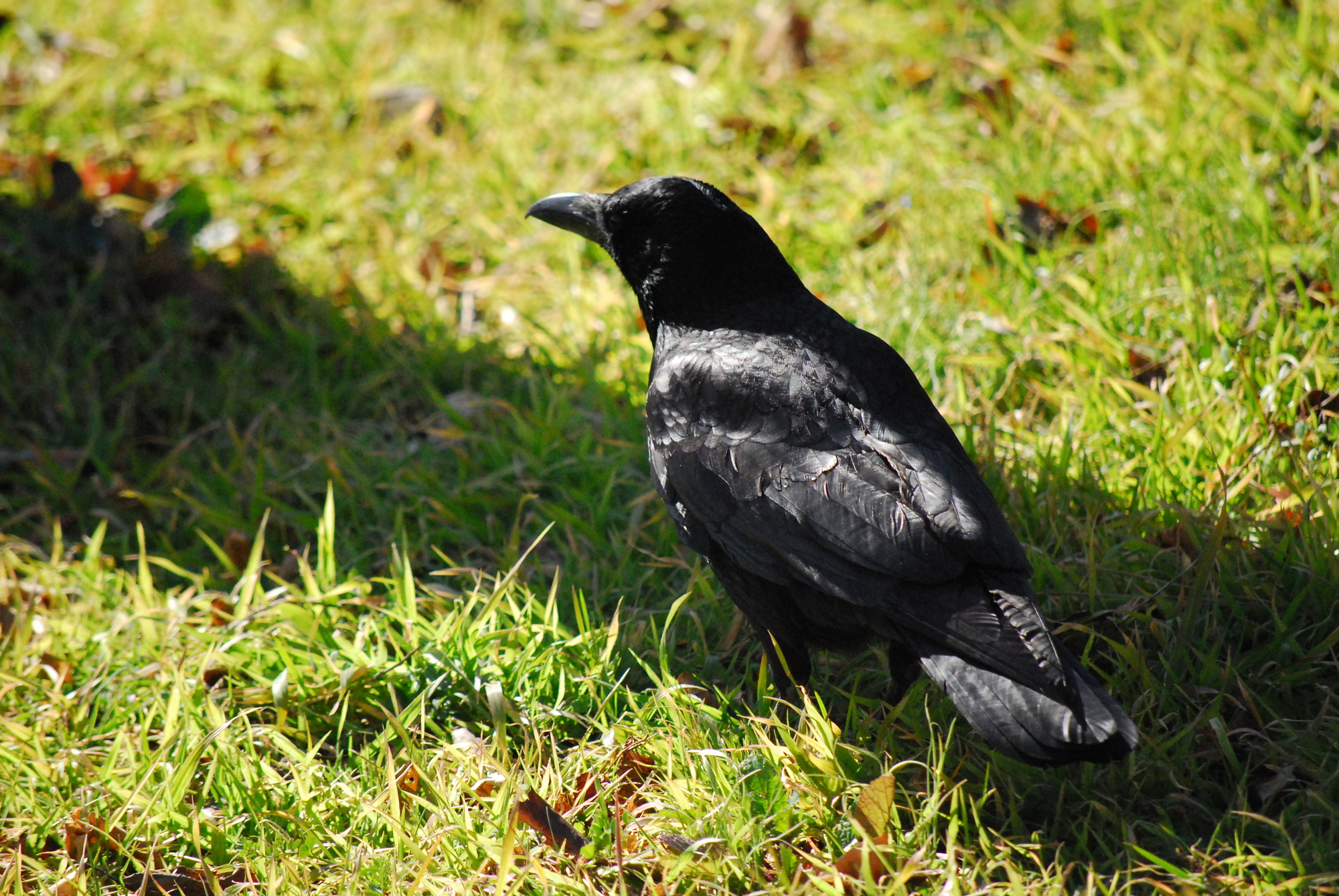 カラスが夜に鳴く理由とは 迷惑なカラスの対策方法もチェックしよう ミツモア