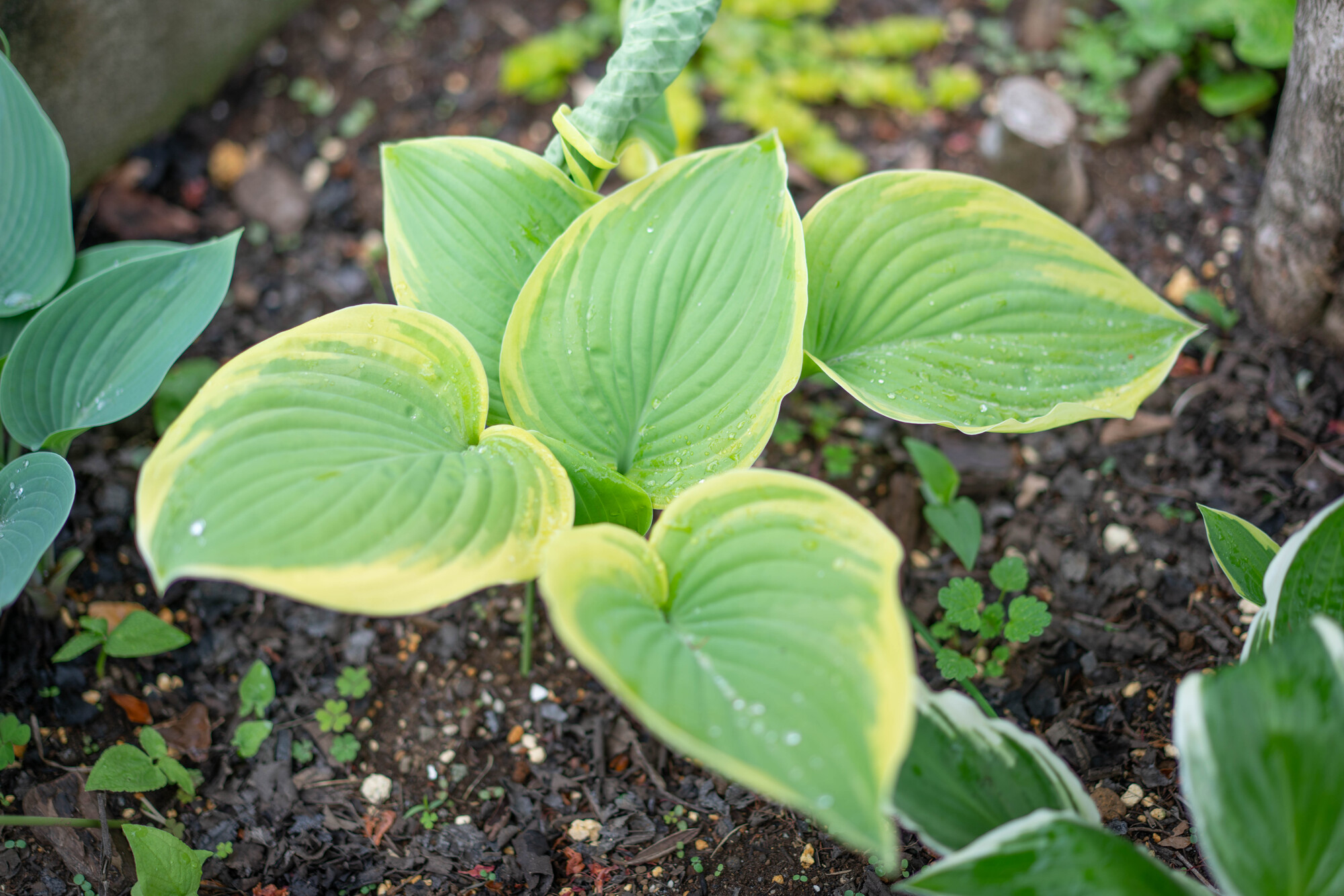 ギボウシ とはどんな植物 種類や栽培環境 育て方のコツを紹介 ミツモア
