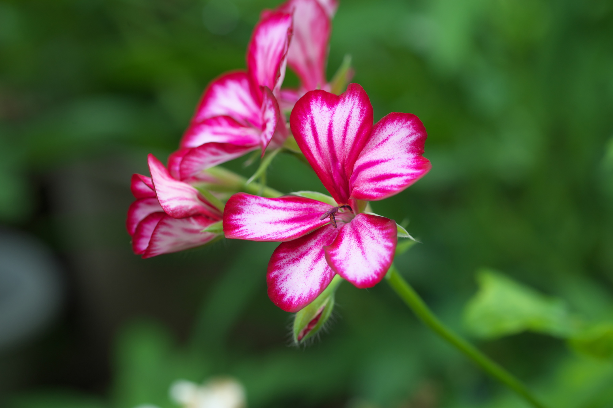 ゼラニウムで窓辺を華やかに 育て方のポイントや管理方法を解説 ミツモア