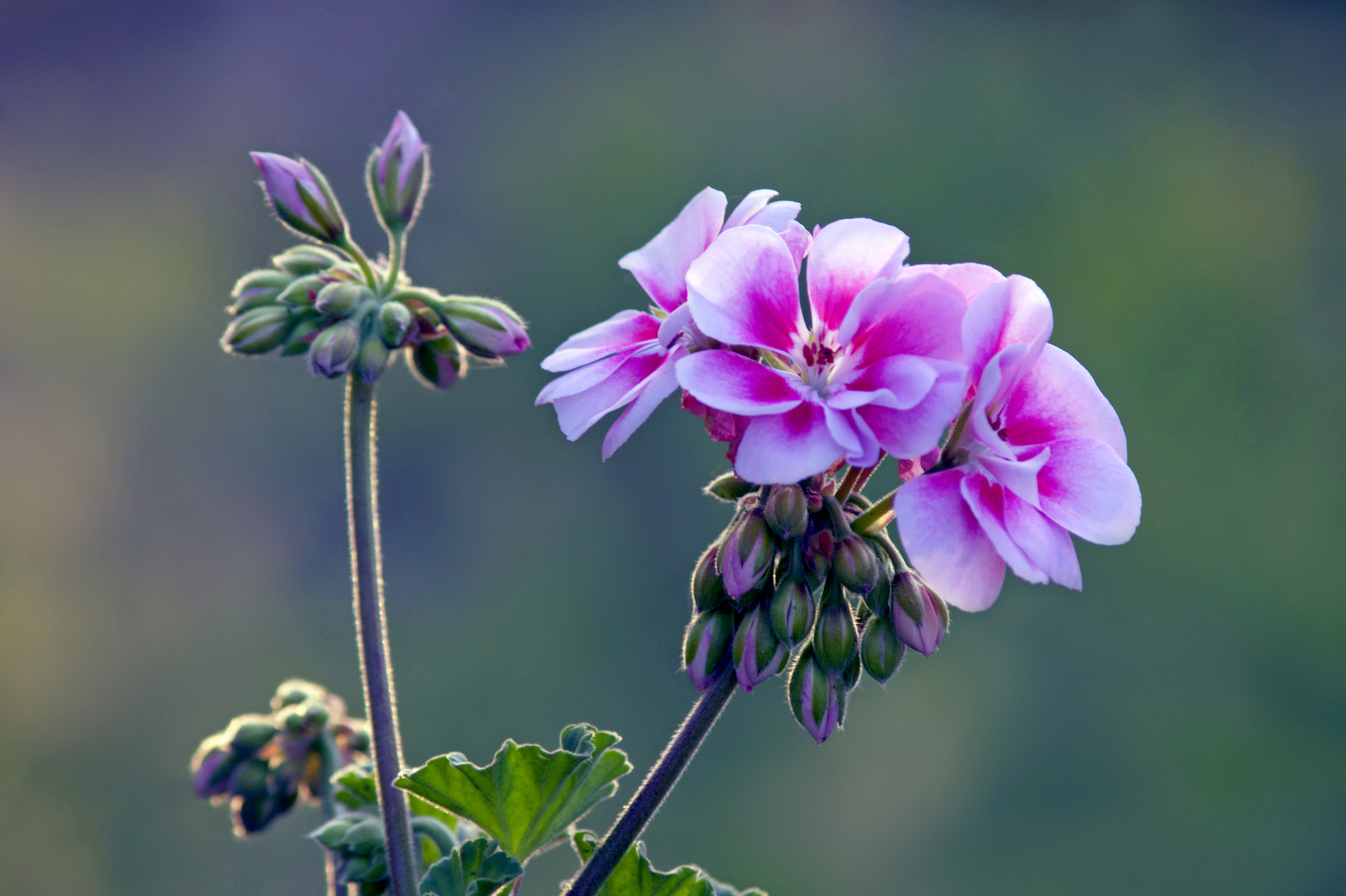 ゼラニウムで窓辺を華やかに 育て方のポイントや管理方法を解説