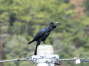 カラスを撃退するには 効果的な方法とおすすめグッズを紹介 ミツモア カラスを撃退するには 効果的な方法とおすすめグッズを紹介 ミツモア