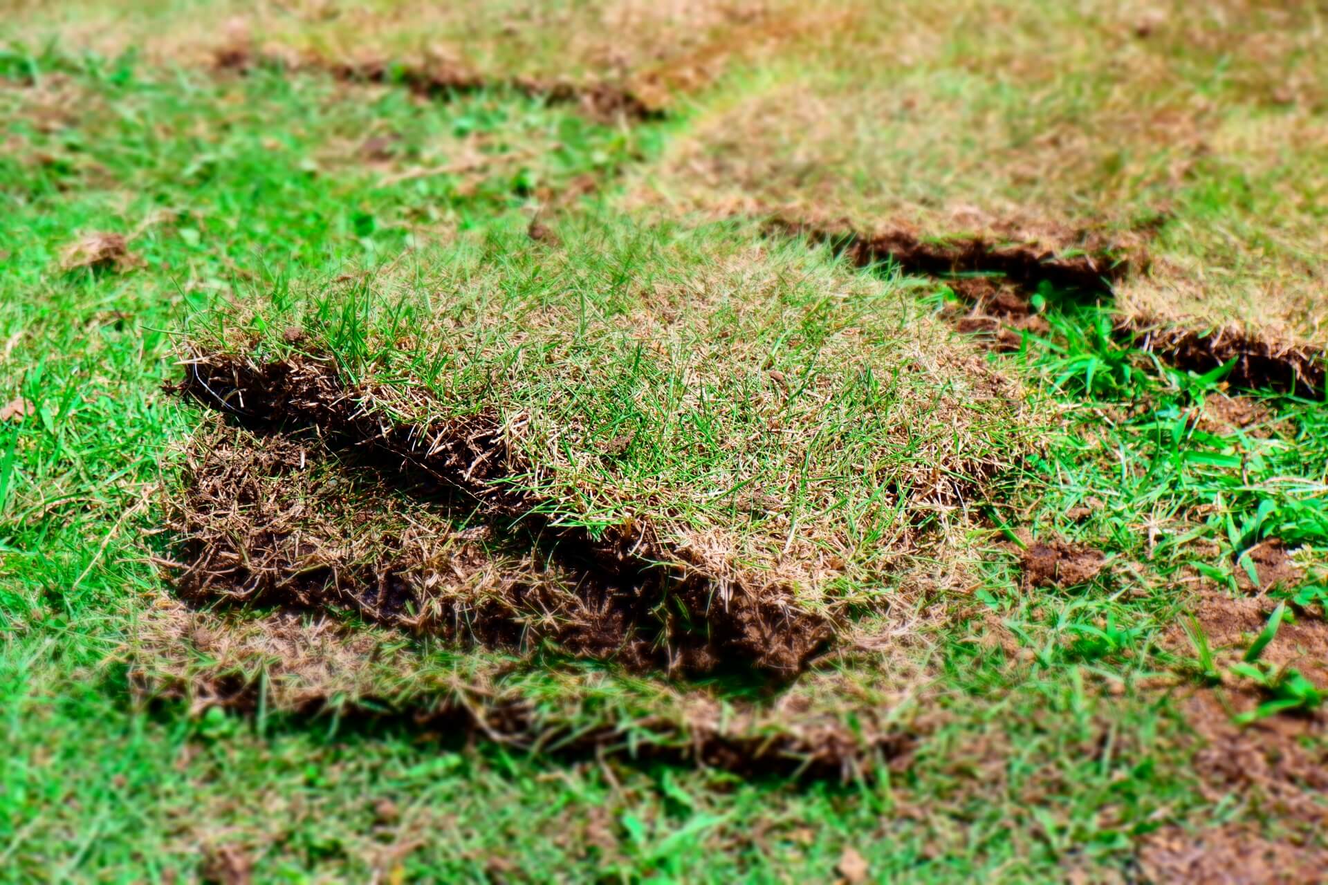 庭の芝生を張り替える方法 自分で簡単にする手順やコツ 依頼する費用相場 最適な時期も解説 ミツモア
