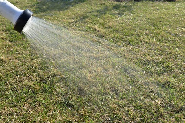 芝生に水やりをする