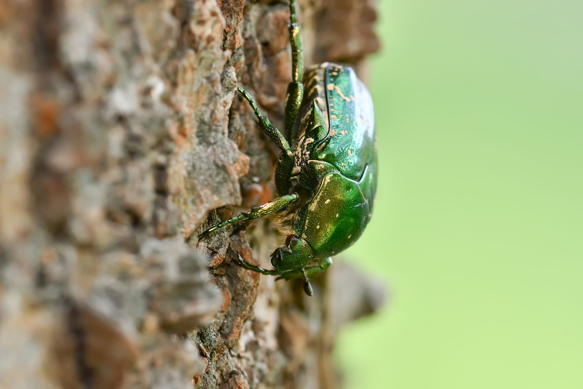 ハナムグリってどんな虫？特徴や種類、他の虫との見分け方も