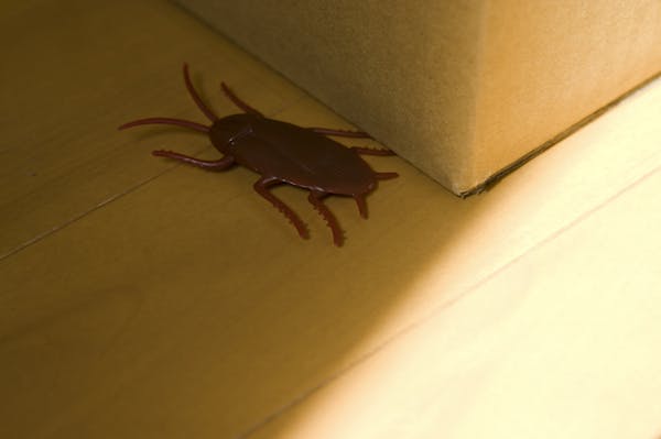 ゴキブリの赤ちゃんを見つけたら要注意 駆除方法と今後の対策を解説 ゴキブリの赤ちゃんを見つけたら要注意 駆除方法と今後の対策を解説