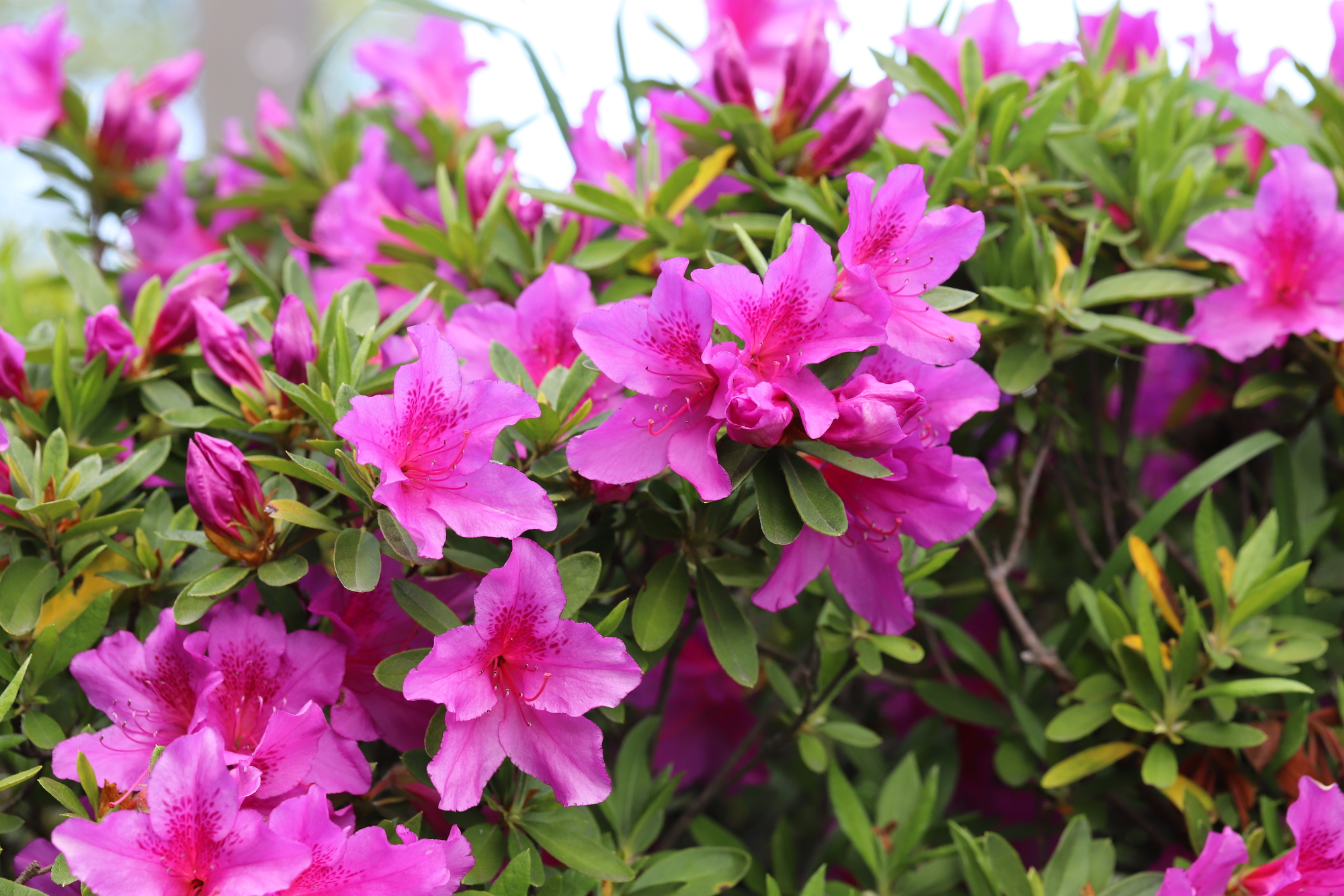庭のツツジを剪定する方法 時期 花芽を切らずに樹形を整えるコツや切り方も紹介 ミツモア
