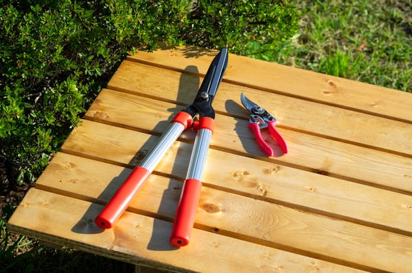 失敗しないガジュマルの剪定方法とは 最適な時期や方法を解説 失敗しないガジュマルの剪定方法とは 最適な時期や方法を解説