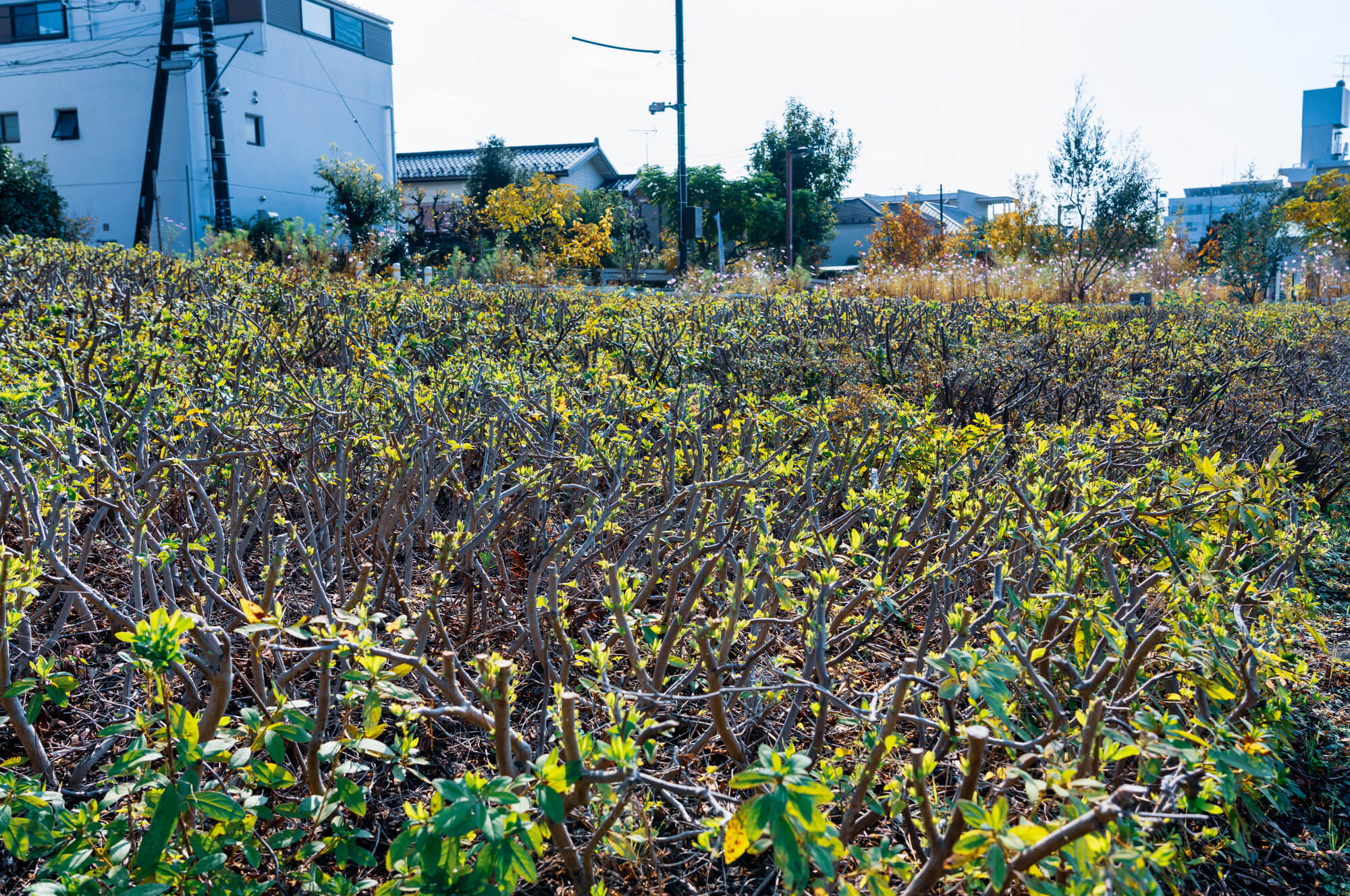 庭のツツジを剪定する方法 時期 花芽を切らずに樹形を整えるコツや切り方も紹介 ミツモア