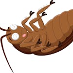 ゴキブリの天敵10種 ゴキブリを食べる生き物を紹介 ペットにするのはあり ミツモア ゴキブリの天敵10種 ゴキブリを食べる生き物を紹介 ペットにするのはあり ミツモア