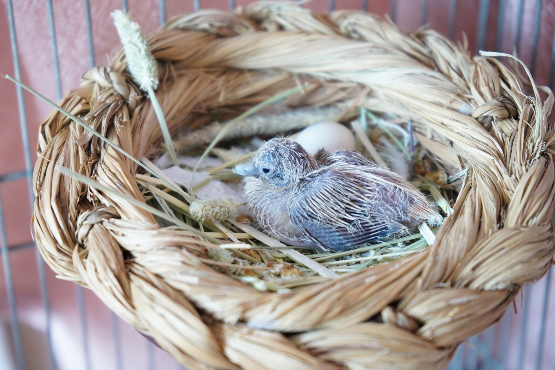 鳩の駆除を自分でする方法 おすすめの鳩除けグッズを使って撃退 寄せ付けないようにしよう ミツモア
