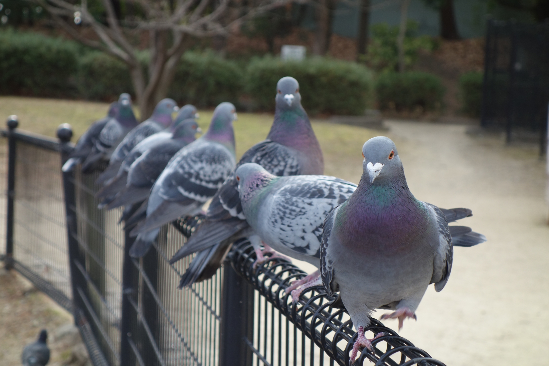 鳩の駆除を自分でする方法 おすすめの鳩除けグッズを使って撃退 寄せ付けないようにしよう ミツモア