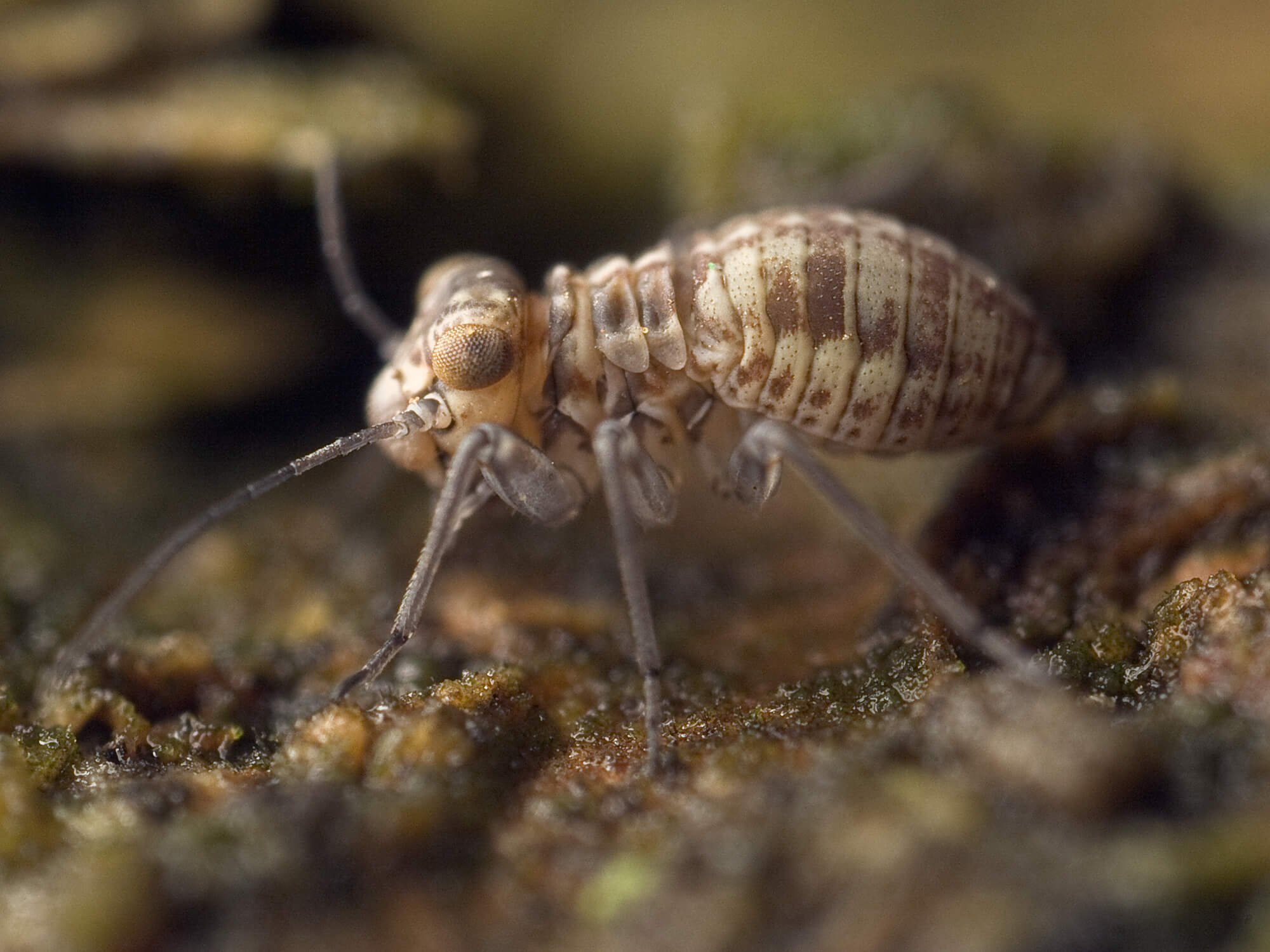 人気 クッションに小さな虫動いてる