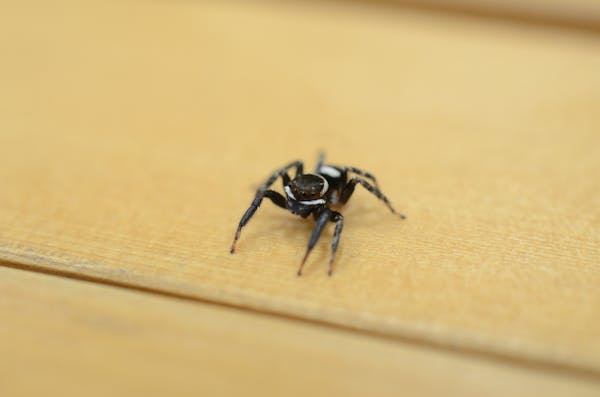 家の中によくいる小さい虫は何 どこから出てくるの 種類一覧を確認して正しく駆除しよう ミツモア 家の中によくいる小さい虫は何 どこから出てくるの 種類一覧を確認して正しく駆除しよう ミツモア