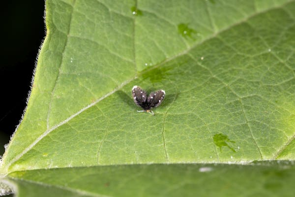 家の中によくいる小さい虫は何 どこから出てくるの 種類一覧を確認して正しく駆除しよう ミツモア