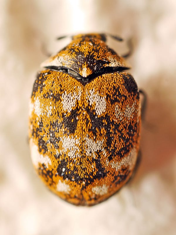 家の中によくいる小さい虫は何 どこから出てくるの 種類一覧を確認して正しく駆除しよう 家の中によくいる小さい虫は何 どこから出てくるの 種類一覧を確認して正しく駆除しよう