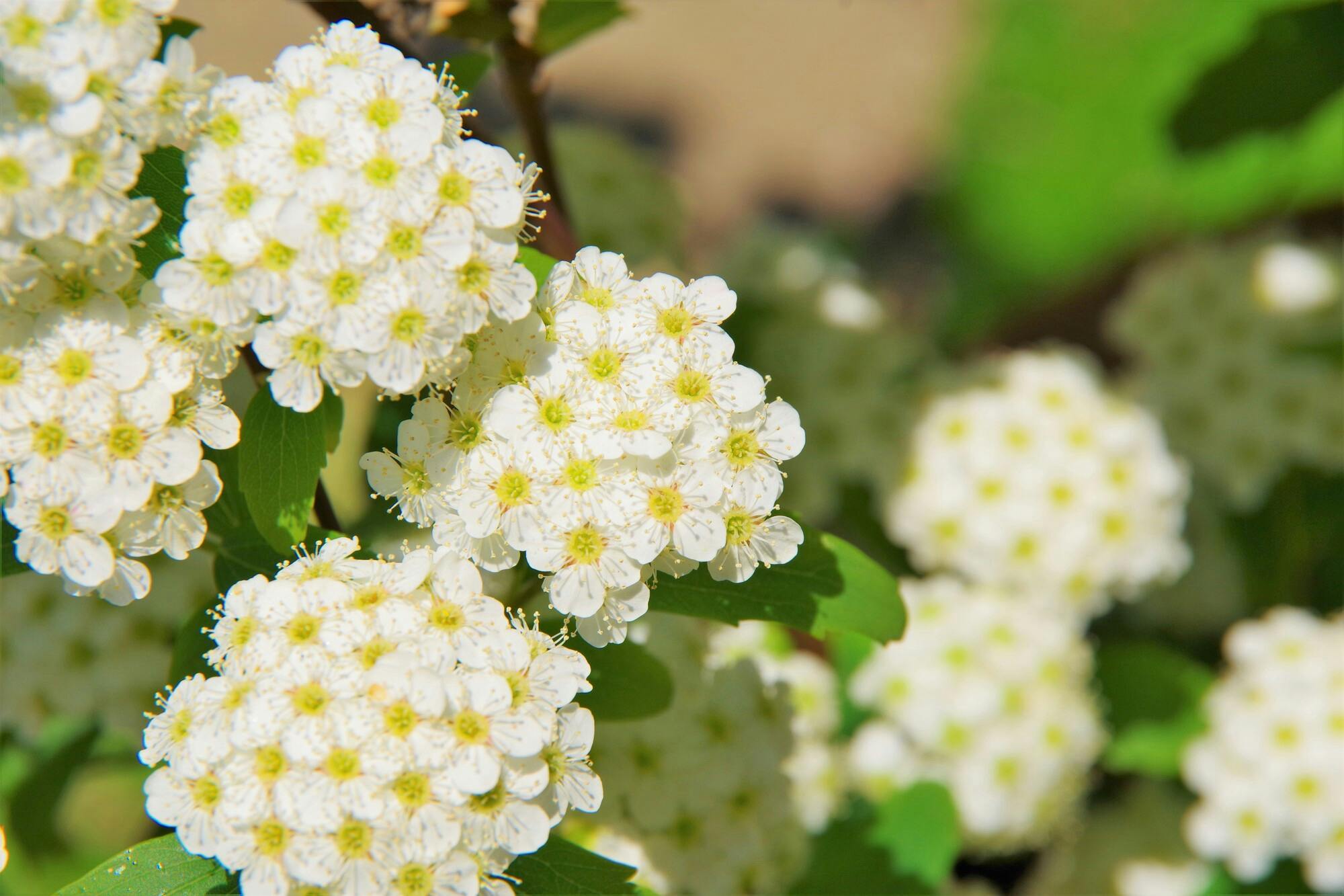 コデマリの花を咲かせよう 特徴や育て方のポイントも解説 コデマリの花を咲かせよう 特徴や育て方のポイントも解説