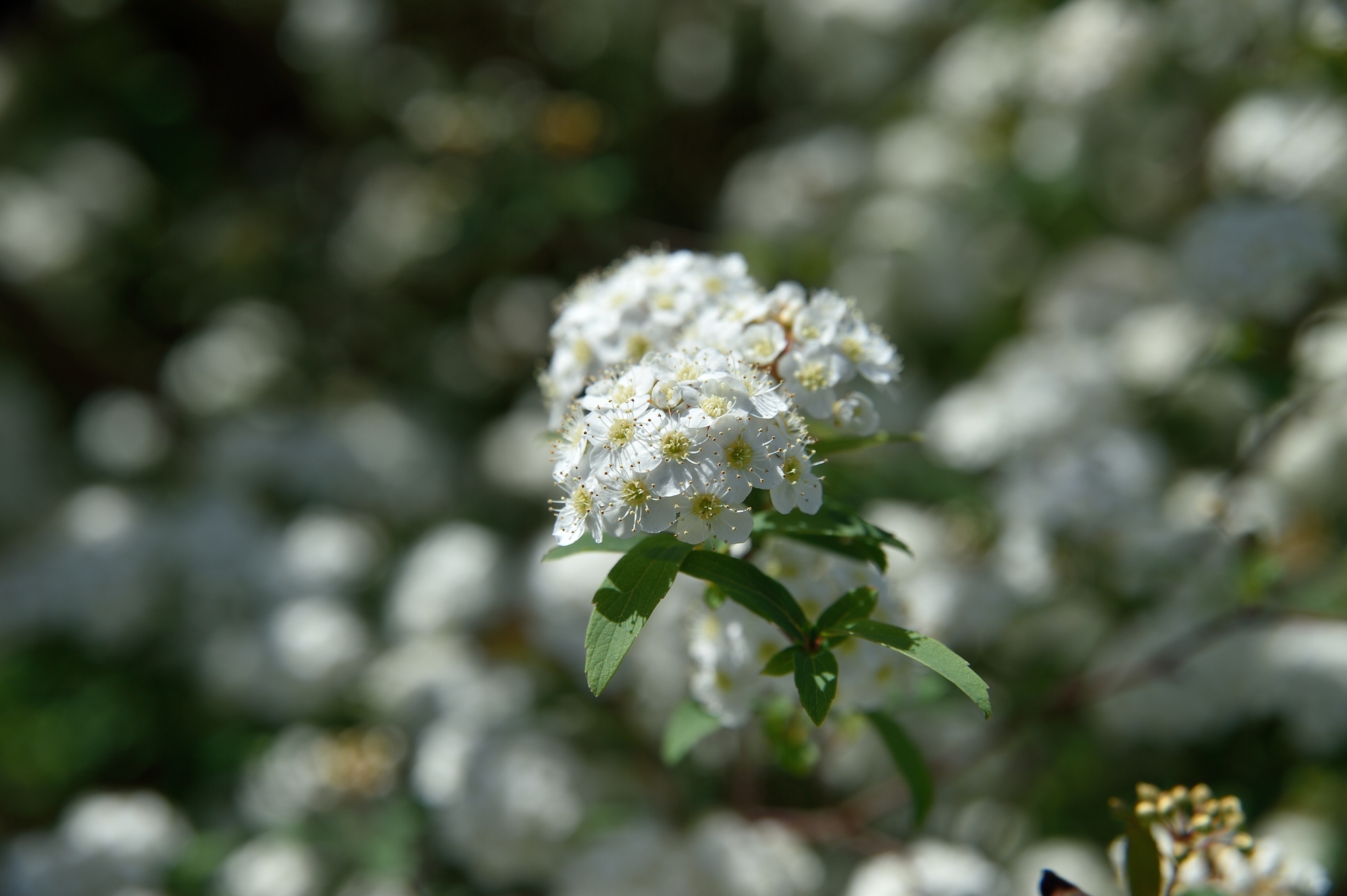 コデマリの花を咲かせよう 特徴や育て方のポイントも解説