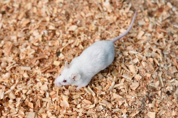 ハツカネズミの特徴は ペットにもできる 駆除したいときの方法も解説 ハツカネズミの特徴は ペットにもできる 駆除したいときの方法も解説