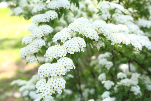 コデマリの花を咲かせよう 特徴や育て方のポイントも解説 ミツモア コデマリの花を咲かせよう 特徴や育て方のポイントも解説 ミツモア