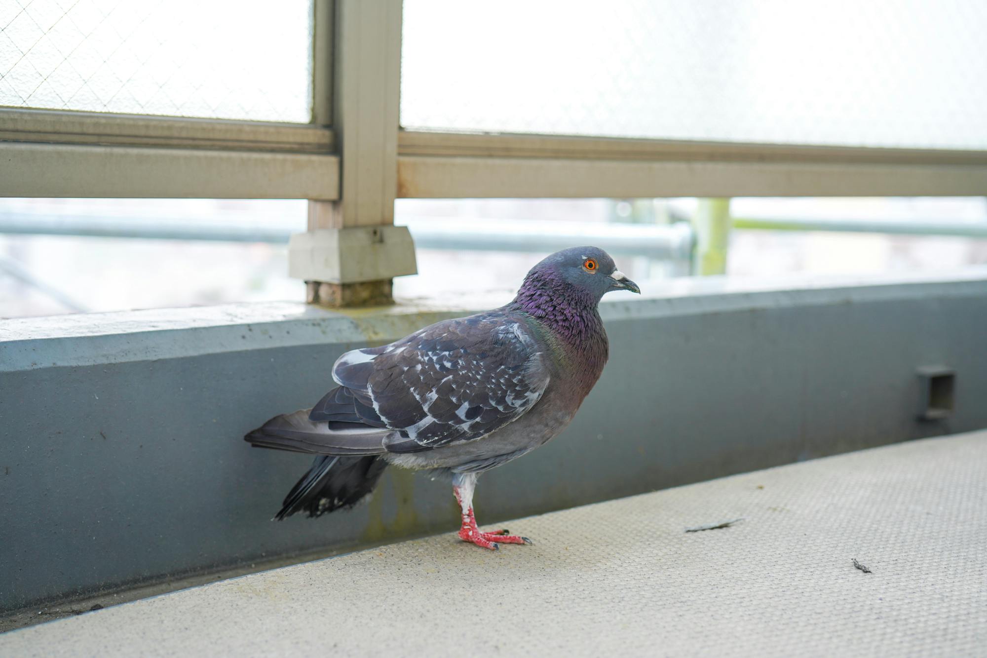 割引も実施中 鳩撃退 ベランダ ハトよけグッズ 糞対策 ハト撃退 鳩