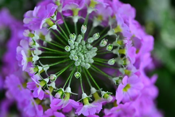 ストックはどんな花 特徴と育て方のポイントを詳しく解説 ミツモア ストックはどんな花 特徴と育て方のポイントを詳しく解説 ミツモア