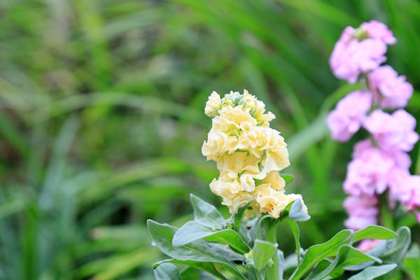 ストックはどんな花 特徴と育て方のポイントを詳しく解説 ミツモア ストックはどんな花 特徴と育て方のポイントを詳しく解説 ミツモア
