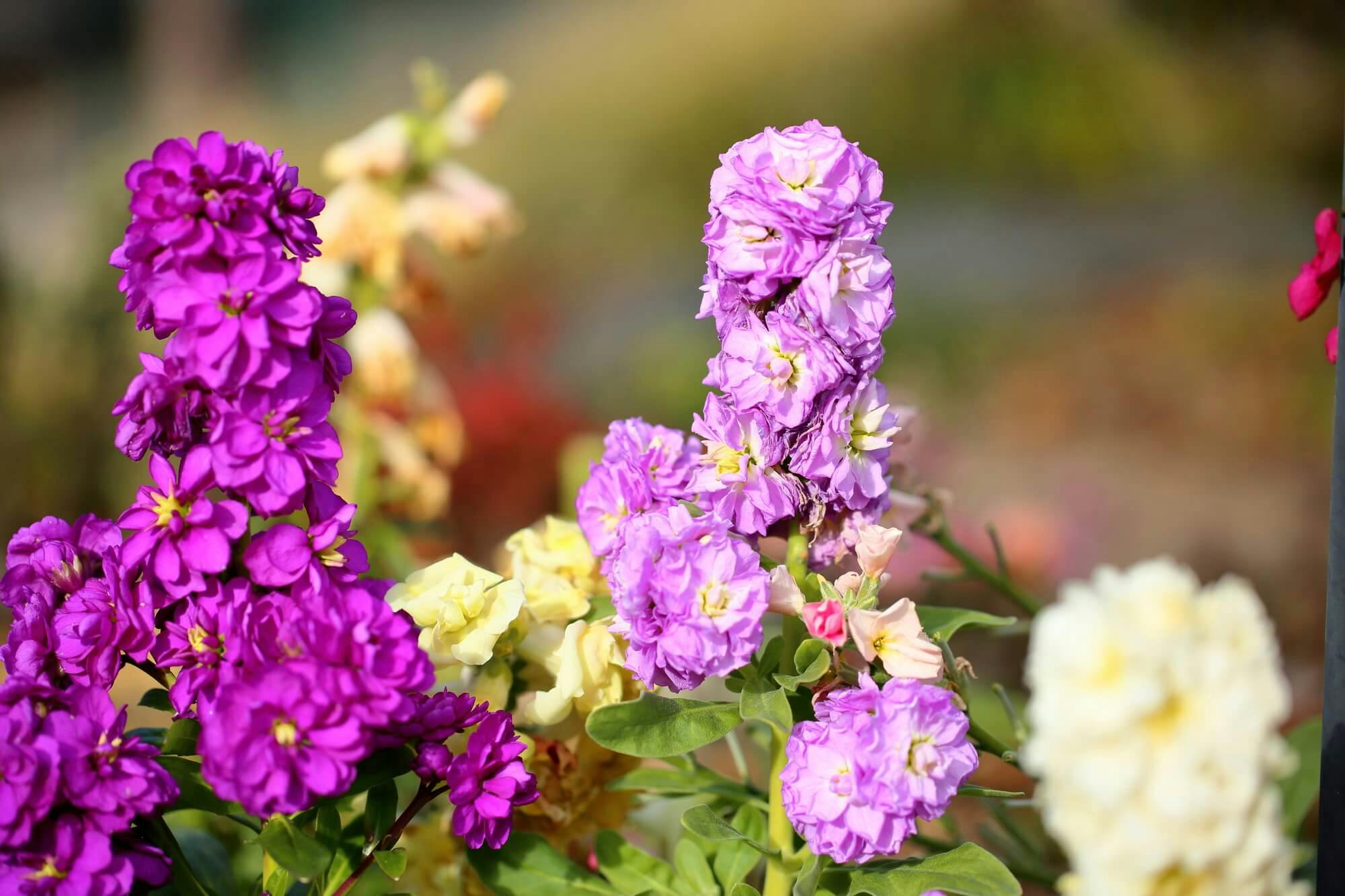 ストックはどんな花 特徴と育て方のポイントを詳しく解説 ミツモア