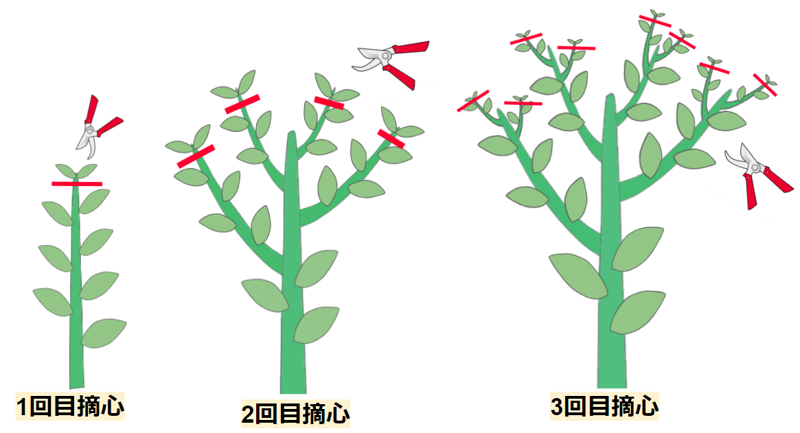 キュウリに剪定は必要 栽培方法や育てるコツもわかりやすく解説