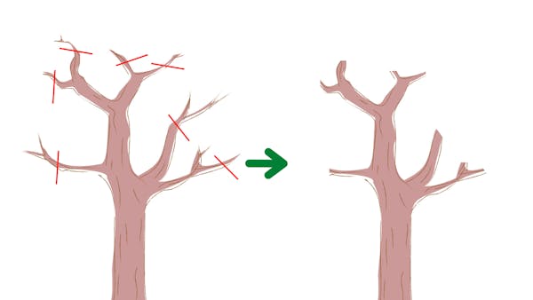 庭のツツジを剪定する方法 時期 花芽を切らずに樹形を整えるコツや切り方も紹介 庭のツツジを剪定する方法 時期 花芽を切らずに樹形を整えるコツや切り方も紹介