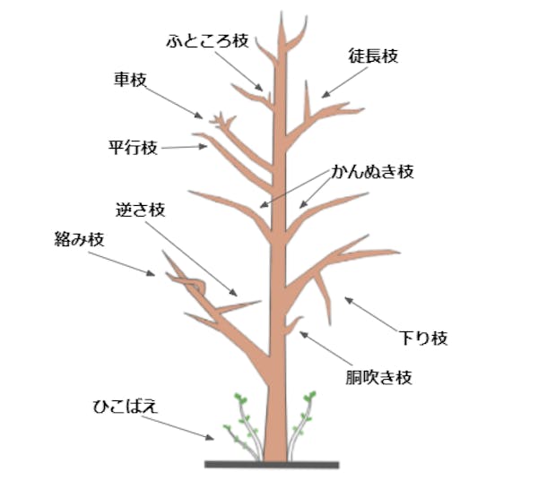 剪定する枝　名称　イラスト