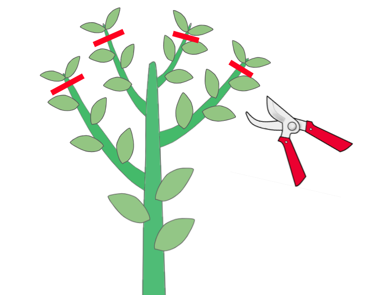 ユーカリの失敗しない剪定方法 正しく剪定して健康に育てよう