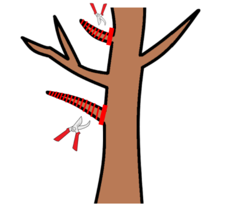 オリーブの剪定の時期や方法は 上手な剪定のコツや挿し木の仕方も