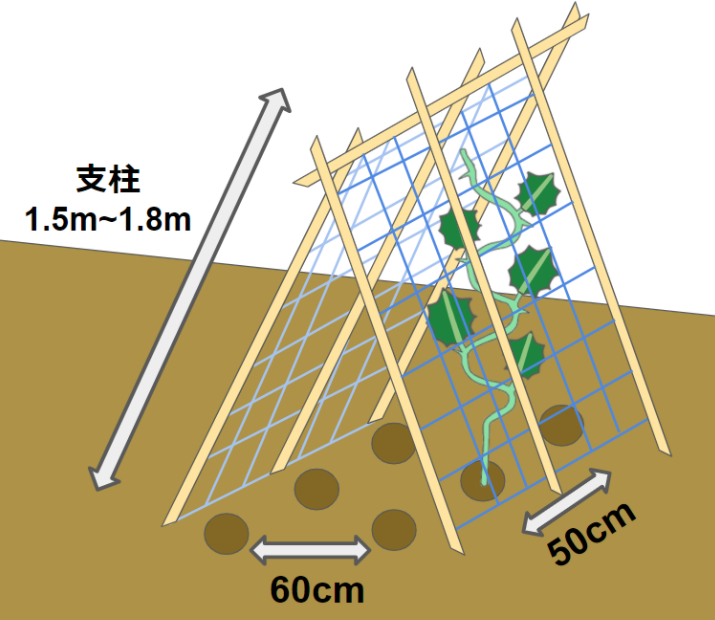 キュウリに剪定は必要 栽培方法や育てるコツもわかりやすく解説